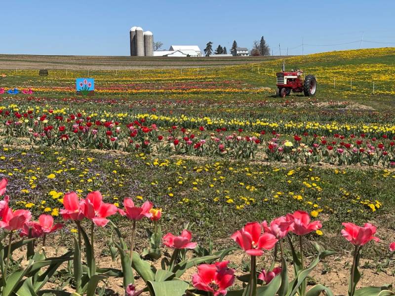 From Bulbs to Blooms at Burket&nbsp;Farm