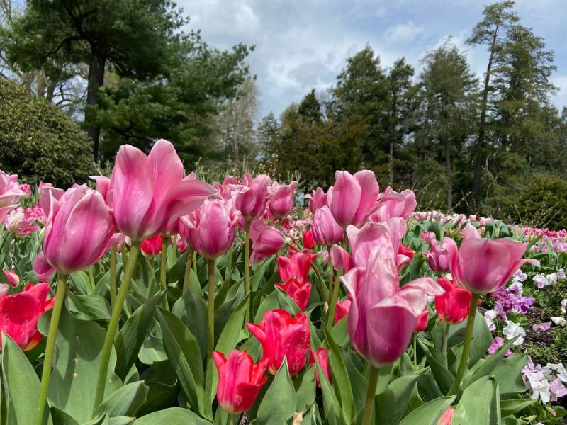 Discover Longwood Gardens: Tips for a Memorable Visit to This Pennsylvania&nbsp;Gem