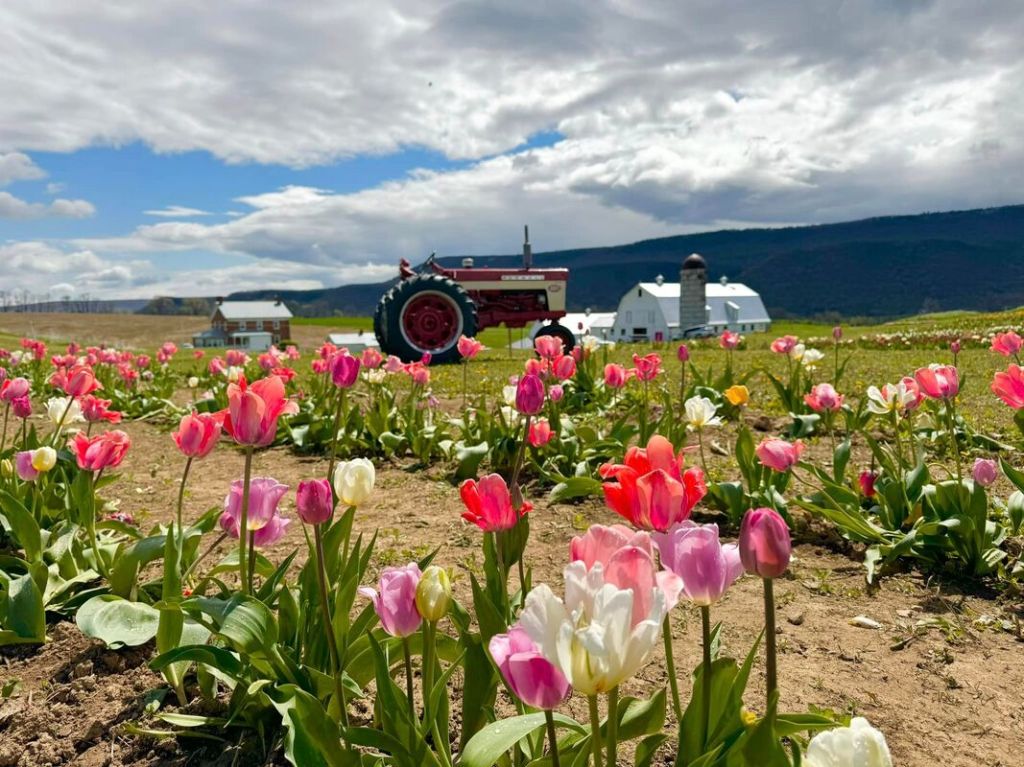 Digging In from Bulbs to Tulips at Burket&nbsp;Farm