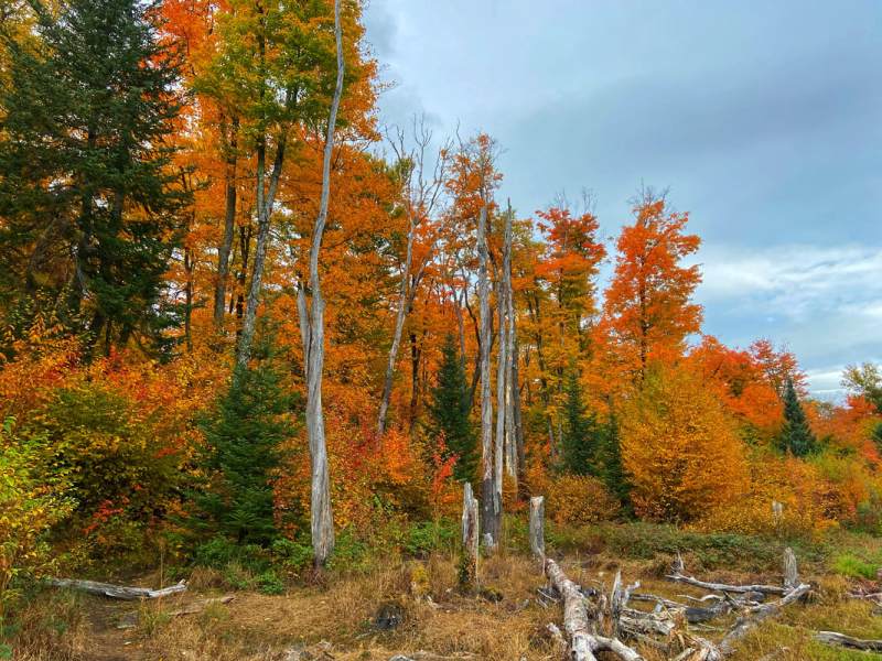 Why Leaves Change Color & Peak Fall Foliage in&nbsp;Pennsylvania