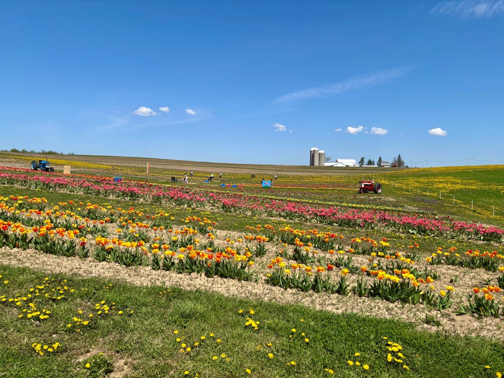 Burket Farm Tulips