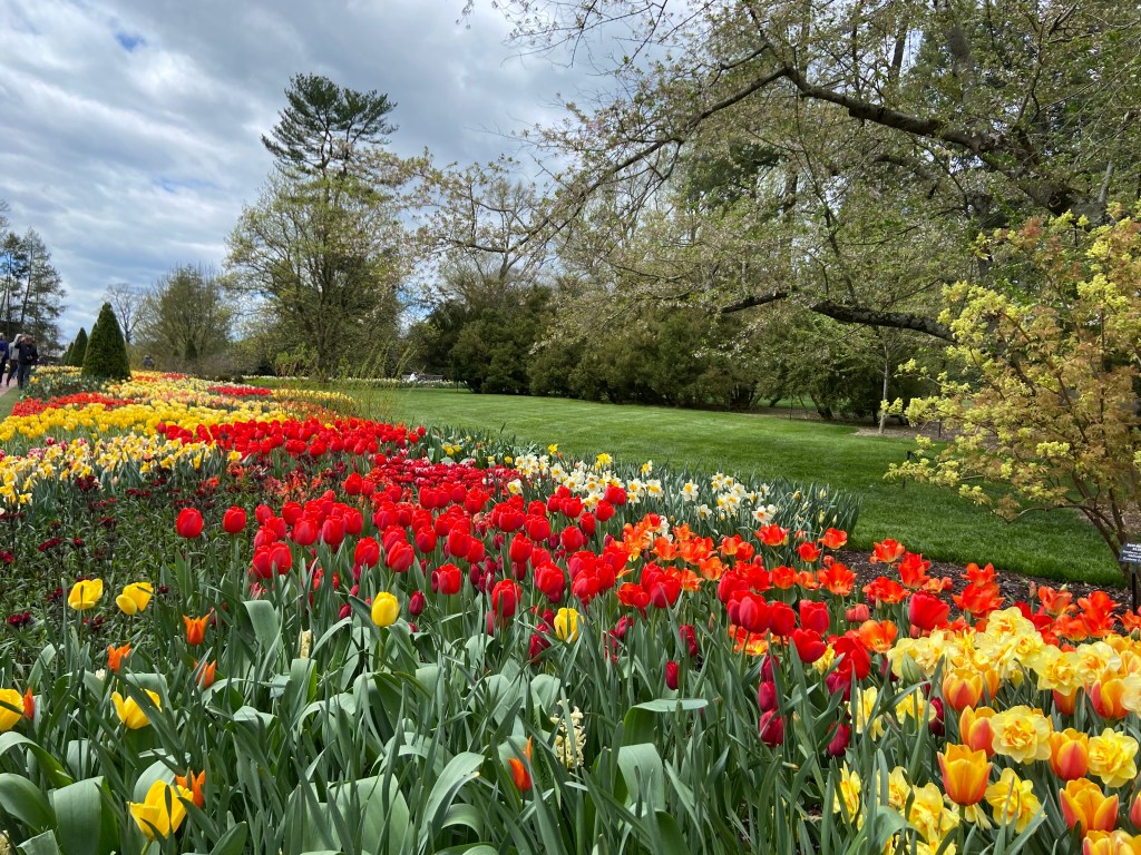 Longwood Gardens tulips and daffodils.