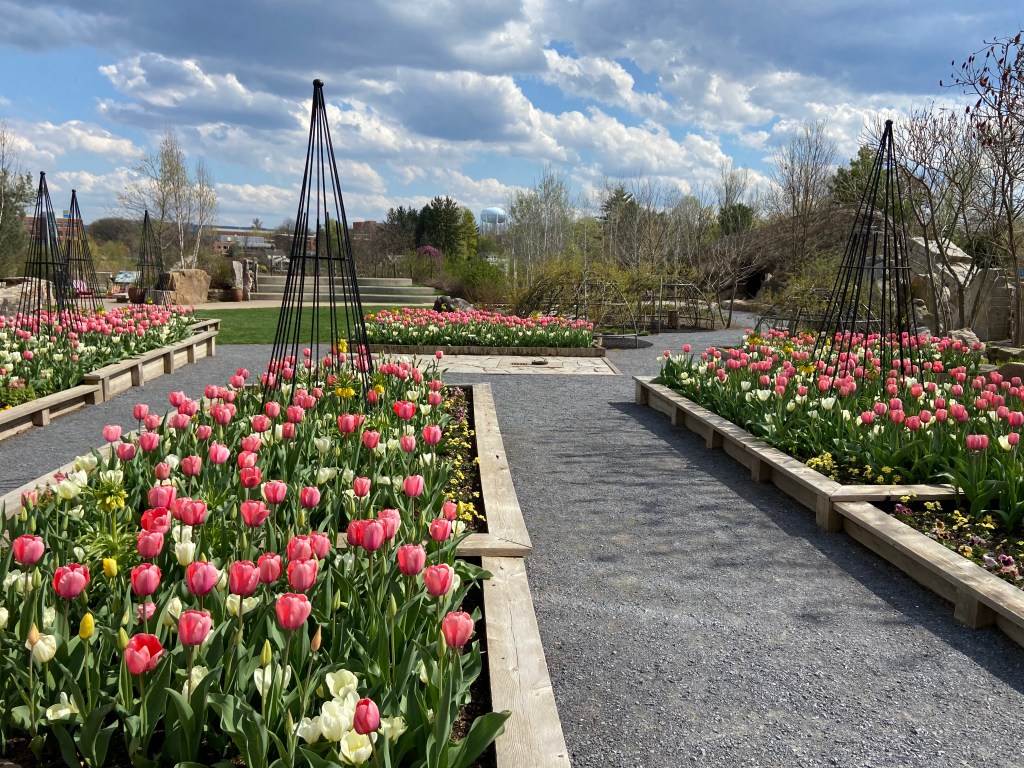 Tulips at the Penn State Arboretum