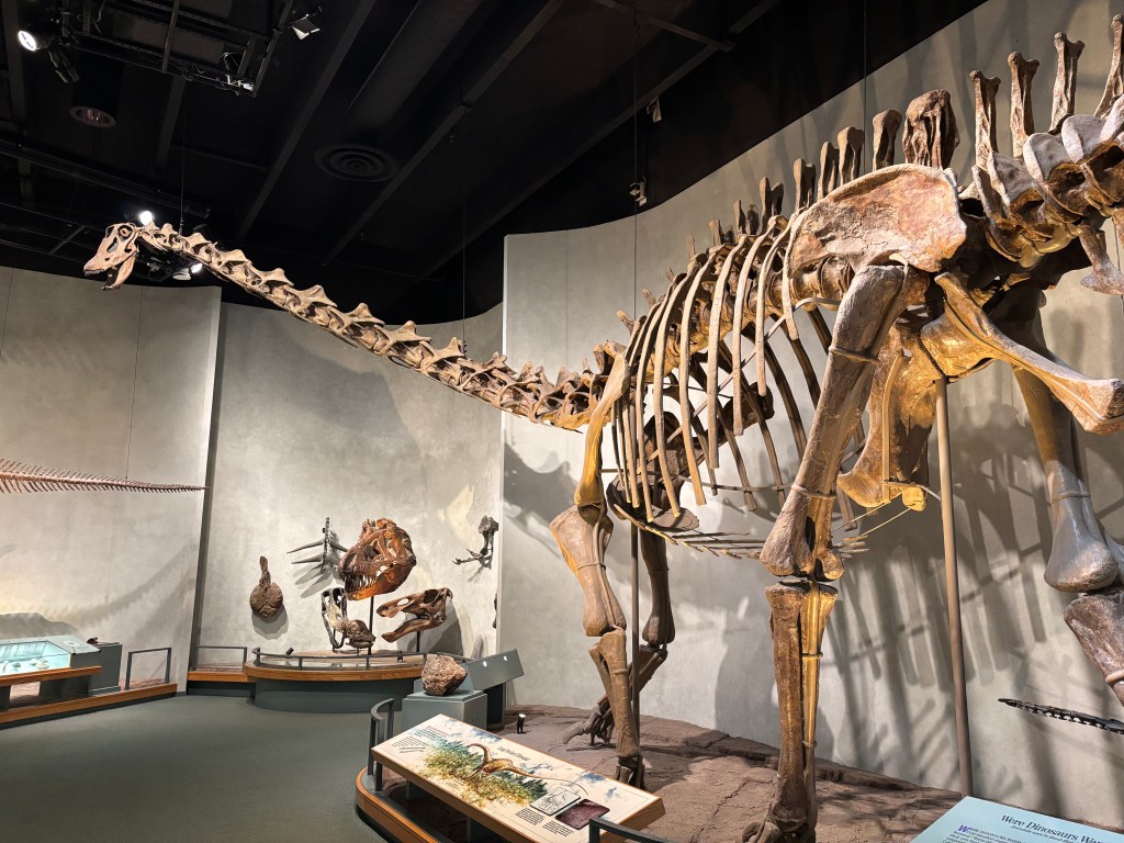 A large dinosaur skeleton displayed in a museum, showcasing its long neck and vertebrae, with additional fossil exhibits visible in the background.