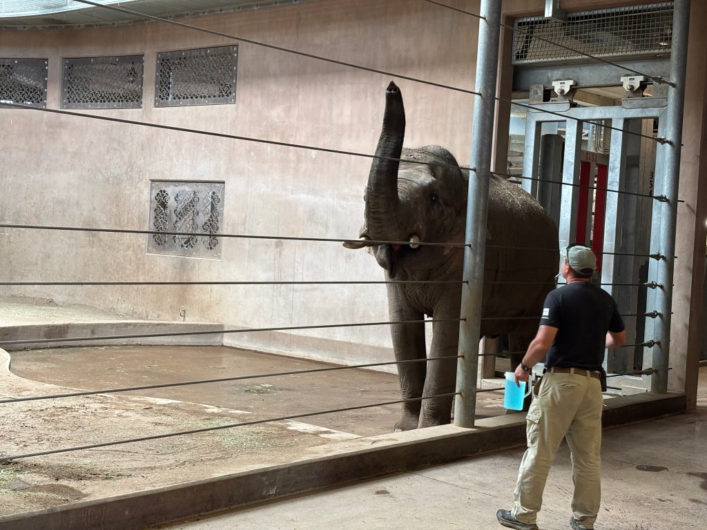 An elephant stands behind bars in a zoo enclosure, while a zookeeper observes and holds a blue container.